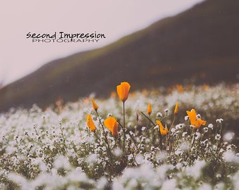 Poppies in the Rain Photo - Instant Download