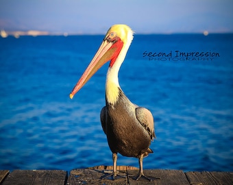 Pelican on the Pier Photo - Instant Download