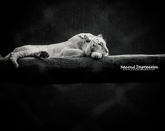 White Tiger Photo - Instant Download