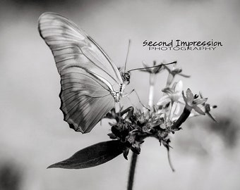 Butterfly in Black and White Photo - Instant Download