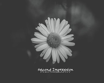 Daisy in Black and White Photo - Instant Download