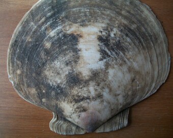 Natural Formation occures when Digby Scallop Shell is Etched by Atlantic Ocean, Face on a Shell, looks like George Washington,Rare weird odd