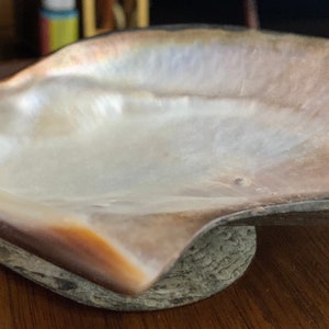 Pearlized Mussel Shell Half 7 Inch Polished and foot mounted Seashell #06#