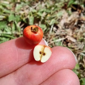 Może przedstawiać: Miniaturowe czerwone jabłko z zieloną łodygą i liściem oraz przekrojone jabłko ukazujące nasiona. Jabłko trzymane jest w dłoni, z rozmytym zielono-brązowym tłem.