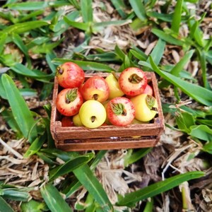 Może przedstawiać: Miniaturowa drewniana skrzynka wypełniona małymi, szczeg&oacute;łowymi jabłkami i gruszkami. Jabłka są czerwone i ż&oacute;łte z zielonymi liśćmi, a gruszki są ż&oacute;łte. Skrzynka stoi na zielonej trawie.