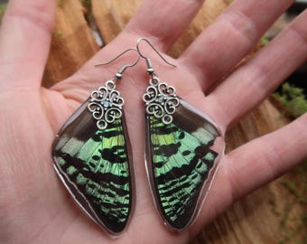 Echte Madagascar Sunset Moth Top Wings groene hars gecoate oorbellen