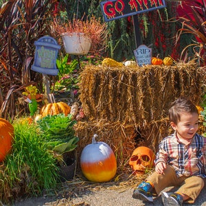 Herfst digitale achtergrond / achtergrond