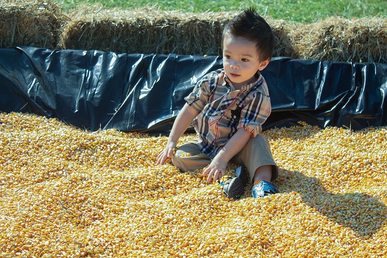 Fall Corn Digital Background