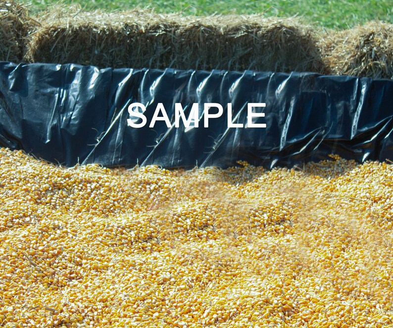 Fall Corn Digital Background