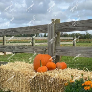 Pompoen/Daling/Halloween Digitale Achtergrond