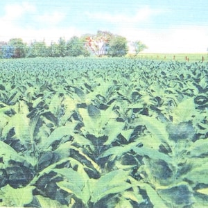 Carte postale des années 40 Kentucky-Tobacco Field « Dans le vieux Kentucky » en très bon état.