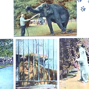 May include: A collection of vintage postcards featuring zoo animals. One shows an elephant being watered, another a lion in a cage, a polar bear standing, and a bear in a tree. The postcards have a faded, aged appearance.