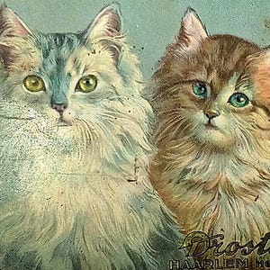 May include: Vintage metal tin featuring three fluffy kittens with blue and green eyes. The tin has the words "Banques de Chats" at the top and "Droste Haarlem Holland" at the bottom. The kittens are in shades of brown, grey, and cream.