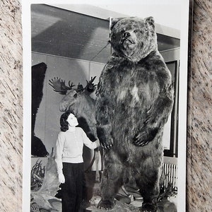 Orso bruno dell'Alaska - Museo dell'Università dell'Alaska. Anni '40-'50