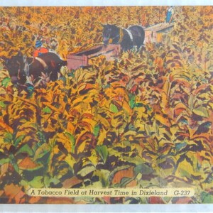 Oogsttijd op een tabaksveld. Dixieland. Jaren 1940-50