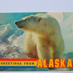 Greetings From Alaska-Alaskan Polar Bear-1970?