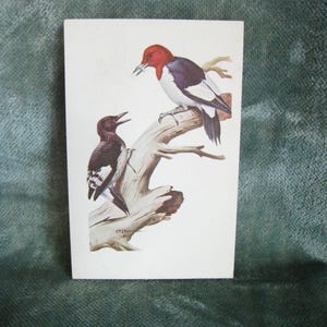 Pica-pau-de-cabeça-vermelha - Feito em aquarela por Roger T Peterson - Carimbo postal de 1965.