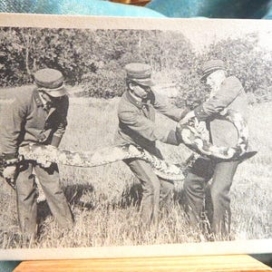 Zoológico de Nueva York. Manipulación de una pitón (6,7 metros de largo y 90 kg de peso)