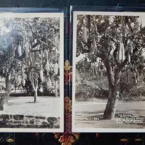 RPPCs Hawaii & Florida - Die Wurstbäume, 1930er Jahre