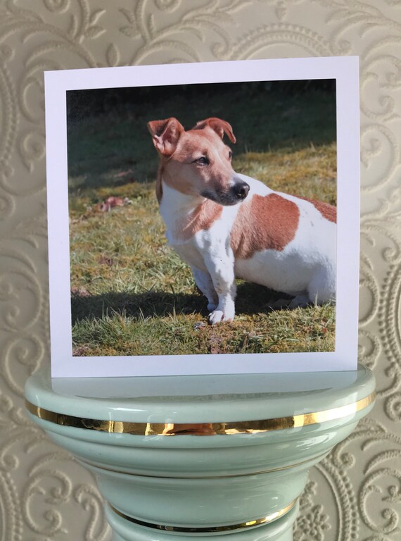 beautiful jack russell