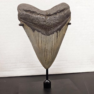 Top Selling! 5" Megalodon shark Tooth Display Stand Fossil Teeth for  5"-5 3/4" Meg tooth SHARKTOOTH NOT INCLUDED**