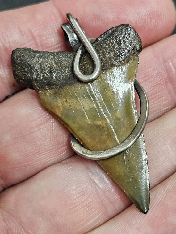 1 7/8" Hand made 100% Authentic Fossil Extinct Gr… - image 3