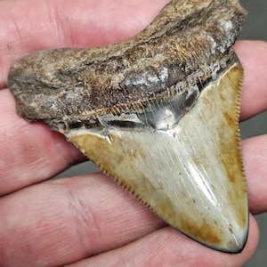 High Quality Polished 2 1/2&quot; Inch Fossil Megalodon Shark Tooth teeth