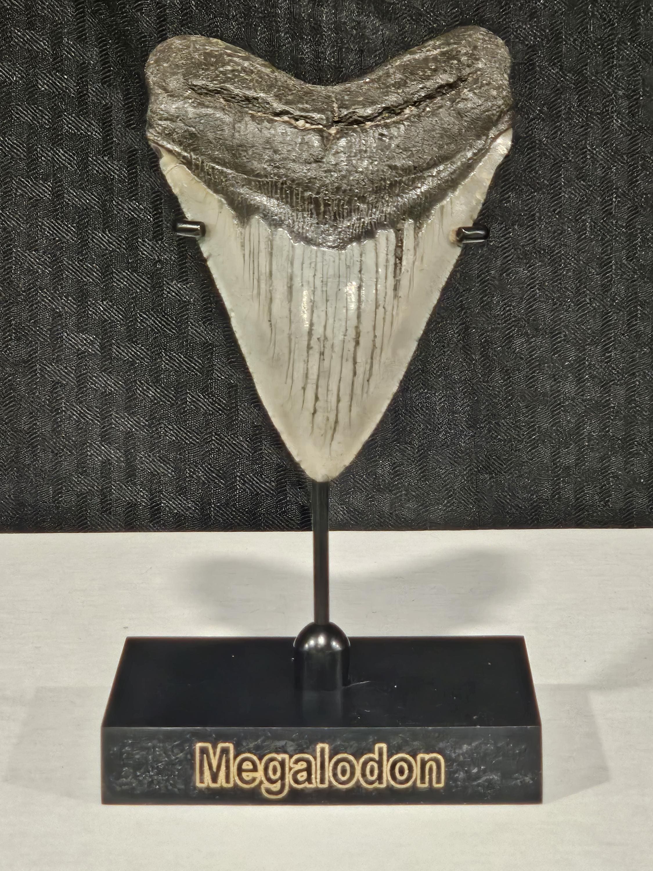 Megalodon shark - Member Collections - The Fossil Forum