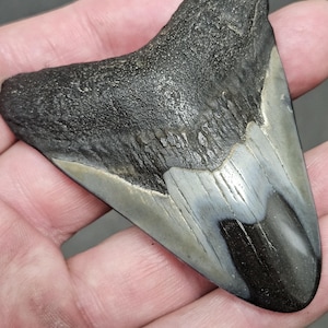 High Quality Polished 2 15/16&quot; Inch Fossil Megalodon Shark Tooth teeth
