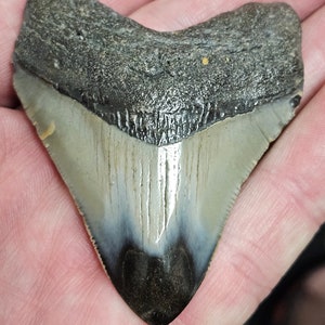 High Quality Polished 2 1/2&quot; Inch Fossil Megalodon Shark Tooth teeth
