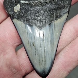 High Quality Polished 2 5/8&quot; Inch Fossil Megalodon Shark Tooth teeth