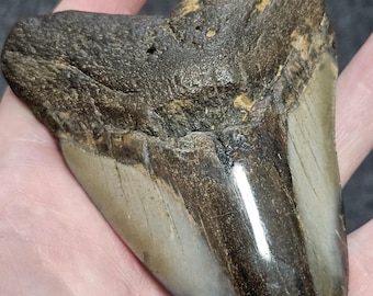 4 1/8" High Quality Polished Megalodon Fossil Shark Tooth Fossil 100% Authentic!