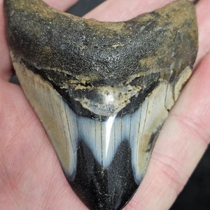 High Quality Polished 2 1/2&quot; Inch Fossil Megalodon Shark Tooth teeth