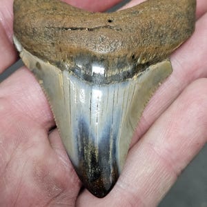 High Quality Polished 2 15/16&quot; Inch Fossil Megalodon Shark Tooth teeth