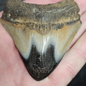 High Quality Polished 2 1/2&quot; Inch Fossil Megalodon Shark Tooth teeth