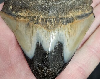 High Quality Polished 2 1/2" Inch Fossil Megalodon Shark Tooth teeth