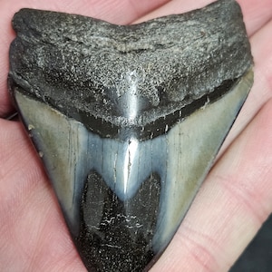 High Quality Polished 2 1/2&quot; Inch Fossil Megalodon Shark Tooth teeth