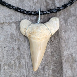Great looking 100% Authentic LARGE Fossil Shark Tooth Necklace teeth. Off White  Otodus Obliquus. Megalodon shark ancestor