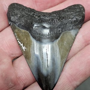 High Quality Polished 2 1/2&quot; Inch Fossil Megalodon Shark Tooth teeth