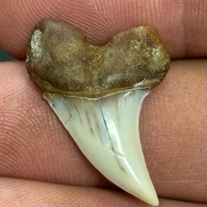 May include: A fossilized shark tooth with a cream-colored enamel and a brown root. The tooth has a curved, pointed shape, and is likely from a prehistoric shark. The fossil is well-preserved, showing the natural details of the tooth.