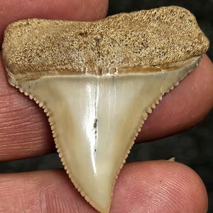 May include: A fossilized shark tooth with a cream-colored body and a brown, textured root. The tooth has a serrated edge and a pointed tip.