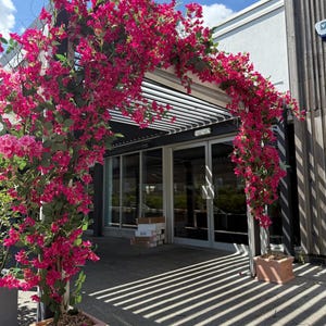 桜 120cm (サクラ フェイクグリーン リアル 店舗 ミニ 人工観葉