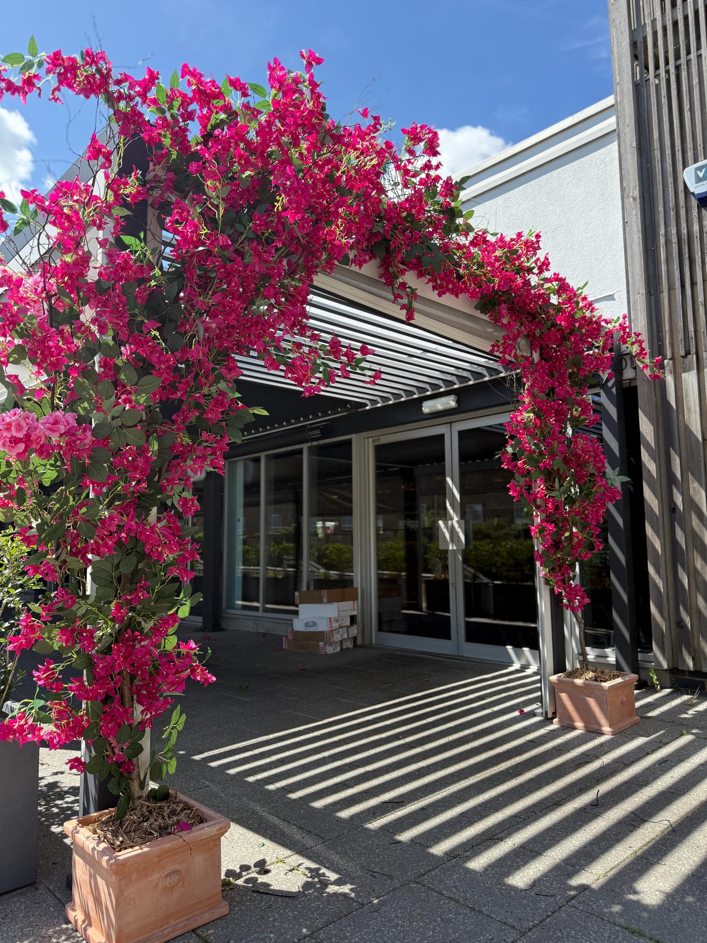 ブーゲンビリア il_fullxfull.7017120500_pbze.jpg