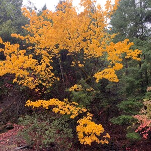 May include: A vibrant yellow maple tree stands out against a backdrop of dark green evergreen trees. The leaves of the maple tree are a bright yellow, while the evergreen trees are a deep green. The scene is set in a forest setting.