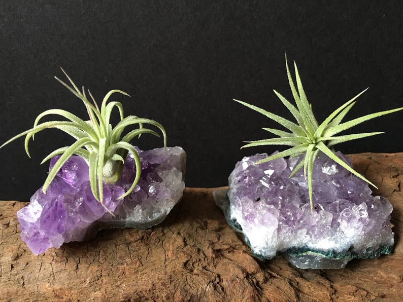Air Plant Holder Air Plant Terrarium Gift February Birthday Friend Gift Amethyst Cluster Amethyst Air Plant Crystal Air Plant Gift