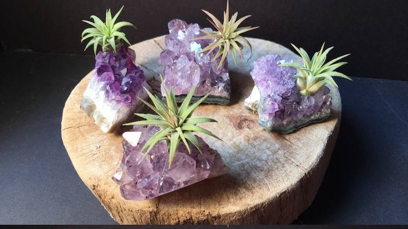 Air Plant Holder Air Plant Terrarium Gift February Birthday Friend Gift Amethyst Cluster Amethyst Air Plant Crystal Air Plant Gift