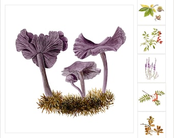 Cartes de vœux aux champignons et à l’aquarelle de saison