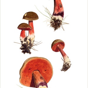 Gravure dart de champignon: Boletus erythropus champignons daprès la peinture à laquarelle image 2