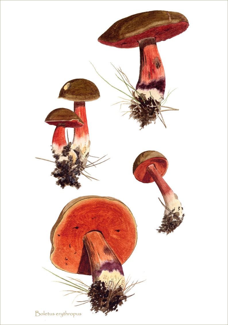 Mushroom art print: Boletus erythropus mushrooms from watercolour painting image 2