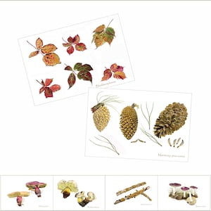 Cartoline botaniche stampate da dipinti di Peter Thwaites